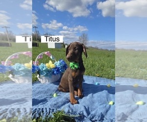 Doberman Pinscher Puppy for sale in POMEROY, OH, USA