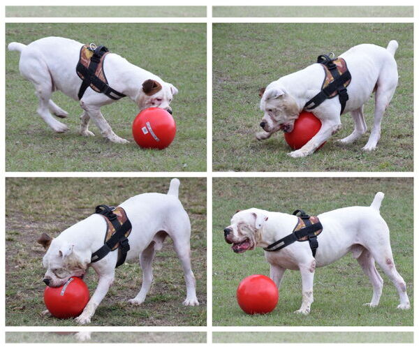 Medium Photo #4 American Bulldog Puppy For Sale in Anniston, AL, USA