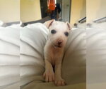 Small #3 Jack Russell Terrier Mix