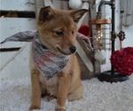 Small Photo #4 Border Collie-Shiba Inu Mix Puppy For Sale in HONEY BROOK, PA, USA