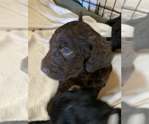 Goldendoodle Puppy for sale in KERENS, TX, USA