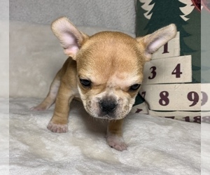 French Bulldog Puppy for sale in JOHNS ISLAND, SC, USA