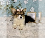 Small #4 Pembroke Welsh Corgi