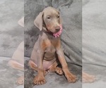 Small Photo #45 Doberman Pinscher Puppy For Sale in POMEROY, OH, USA