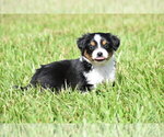Small #4 Miniature Australian Shepherd