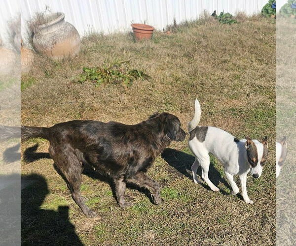 Medium Photo #7 Rat Terrier-Shiba Inu Mix Puppy For Sale in Wakefield, RI, USA