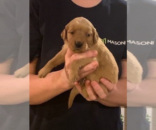 Medium Photo #1 Golden Irish Puppy For Sale in GILMAN, WI, USA