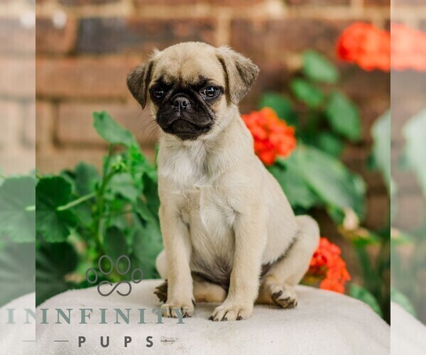 Medium Photo #2 Pug Puppy For Sale in ORRSTOWN, PA, USA