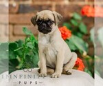 Small #1 Pug