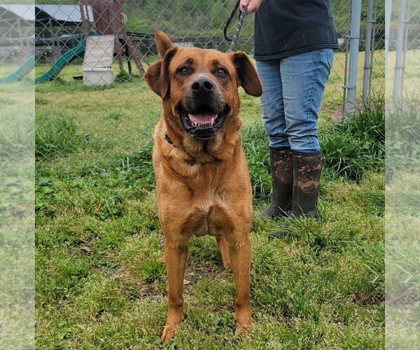 Medium Photo #2 Mutt Puppy For Sale in Anniston, AL, USA