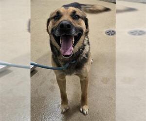 German Shepherd Dog Dogs for adoption in Santa Maria, CA, USA