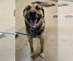 Small German Shepherd Dog
