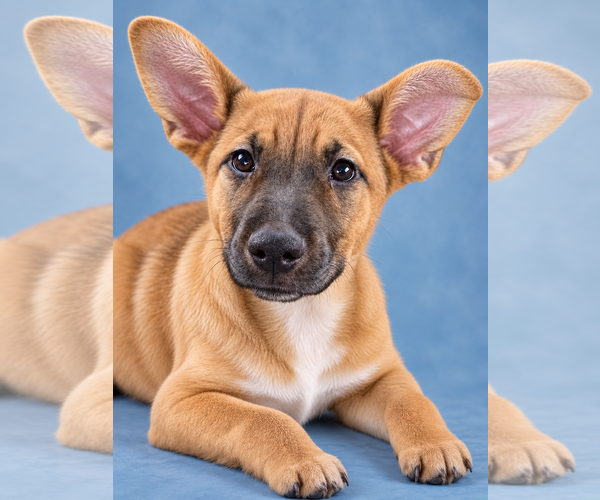 Medium Photo #1 Pointer-Unknown Mix Puppy For Sale in Sanford, FL, USA