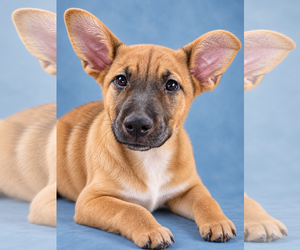 Pointer-Unknown Mix Dogs for adoption in Sanford, FL, USA