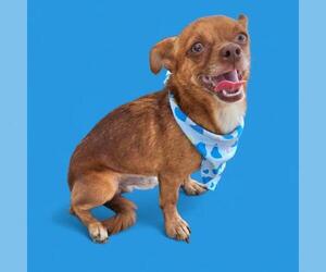 Chihuahua Dogs for adoption in Bakersfield, CA, USA