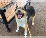 Small #1 Australian Shepherd Mix