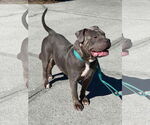 Small #4 American Pit Bull Terrier-American Staffordshire Terrier Mix