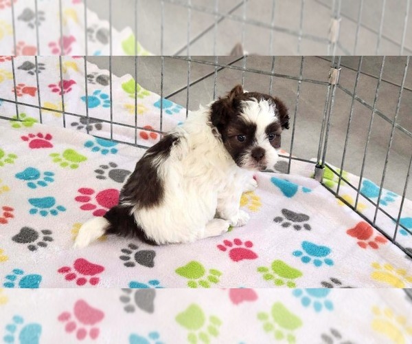 Medium Photo #10 ShihPoo Puppy For Sale in ORO VALLEY, AZ, USA