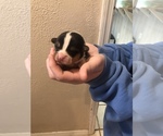 Small Photo #13 Pembroke Welsh Corgi Puppy For Sale in RIVERVIEW, FL, USA