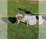Small #7 Bullboxer Pit