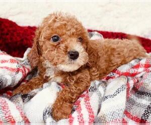 Poodle (Miniature) Puppy for sale in MOUNT DORA, FL, USA