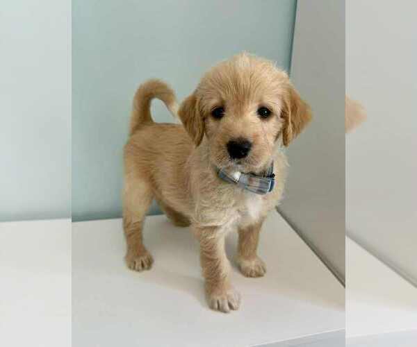 Medium Photo #2 Aussiedoodle-Labradoodle Mix Puppy For Sale in BRYANTOWN, MD, USA