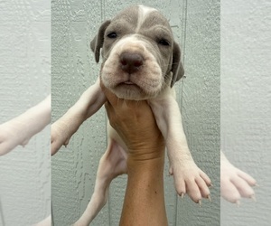 Medium Great Dane