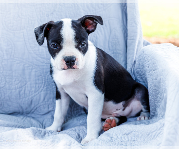 Medium Photo #4 Boston Terrier Puppy For Sale in WAKARUSA, IN, USA