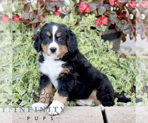 Bernese Mountain Dog Puppy for sale in ATGLEN, PA, USA