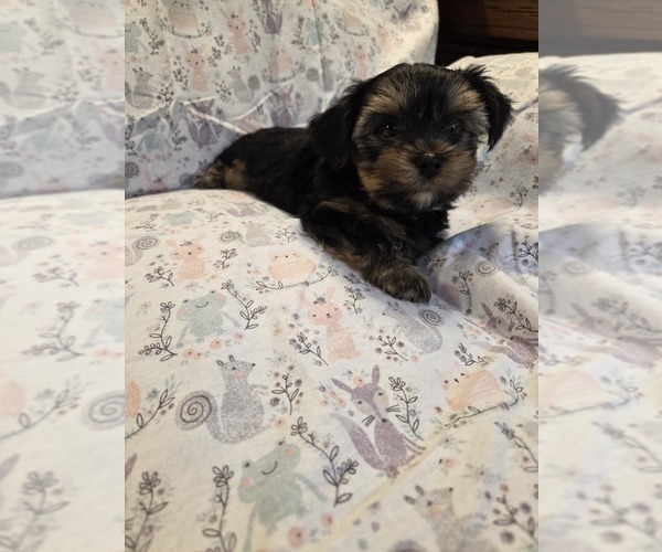 Medium Photo #18 Yorkshire Terrier Puppy For Sale in RHOADESVILLE, VA, USA