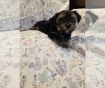 Small Photo #18 Yorkshire Terrier Puppy For Sale in RHOADESVILLE, VA, USA