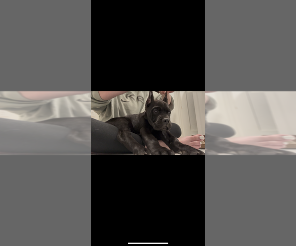 Medium Photo #5 Cane Corso Puppy For Sale in PORTLAND, OR, USA