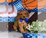 Small Photo #3 Cavapoo Puppy For Sale in NOTTINGHAM, PA, USA