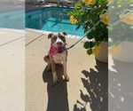 Small #1 American Pit Bull Terrier Mix