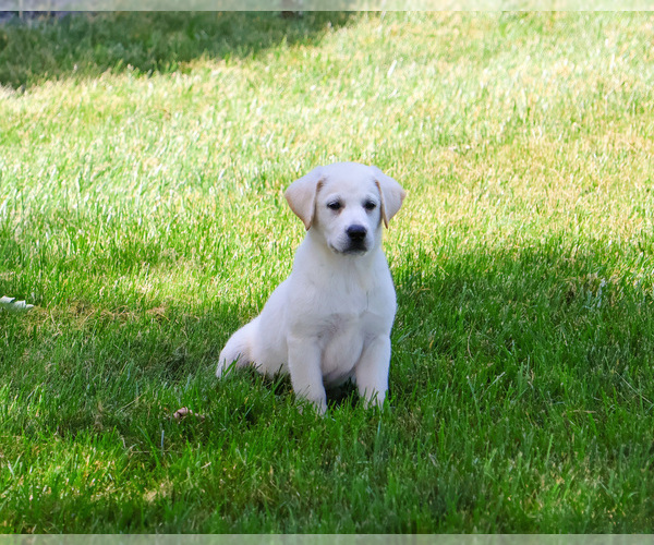 Medium Photo #14 Labrador Retriever Puppy For Sale in SYRACUSE, IN, USA