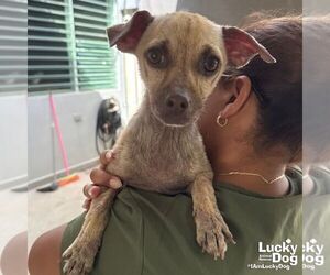 Chihuahua-Unknown Mix Dogs for adoption in Washington, DC, USA