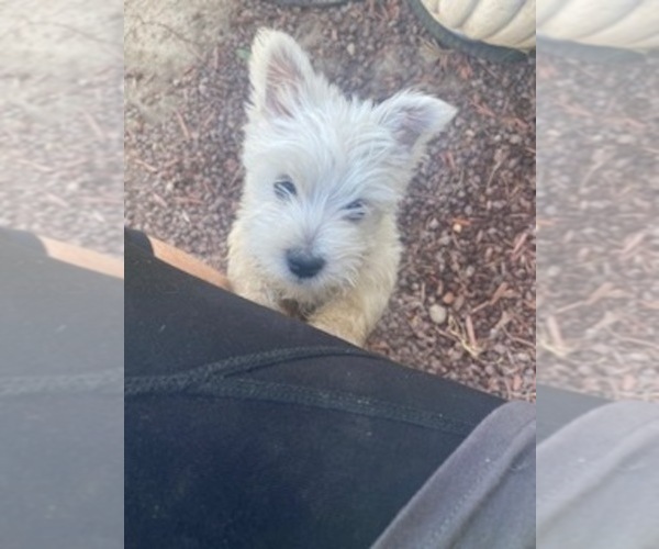 Medium Photo #2 West Highland White Terrier Puppy For Sale in FILLMORE, CA, USA