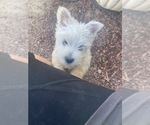 Small #1 West Highland White Terrier
