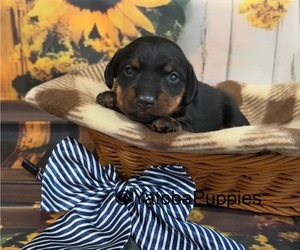 Dachshund Puppy for sale in CENTER HILL, FL, USA
