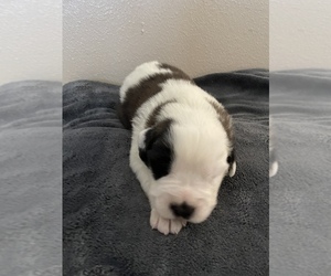 Saint Bernard Puppy for Sale in MYAKKA CITY, Florida USA