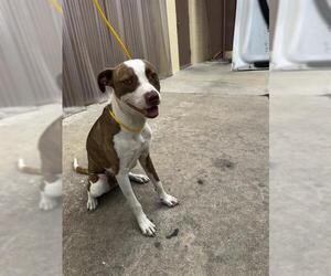 Staffordshire Bull Terrier-Unknown Mix Dogs for adoption in Pasadena, TX, USA