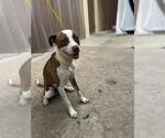 Small Staffordshire Bull Terrier Mix
