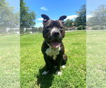 Small #4 American Pit Bull Terrier Mix