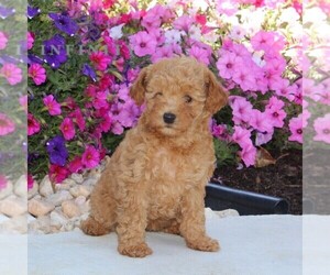 Goldendoodle (Miniature) Puppy for sale in OXFORD, PA, USA