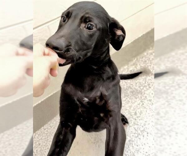 Medium Photo #2 Labrador Retriever-Unknown Mix Puppy For Sale in Houston, TX, USA