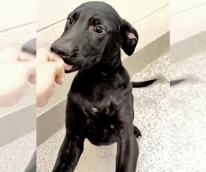 A659261 - Male Labrador Retriever-Unknown Mix Dog for Adoption - Photo #2