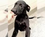 Small #1 Labrador Retriever Mix