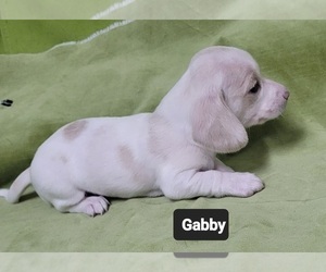 Dachshund Puppy for sale in SALISBURY, NC, USA