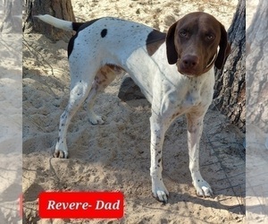 Father of the German Shorthaired Pointer puppies born on 09/13/2022