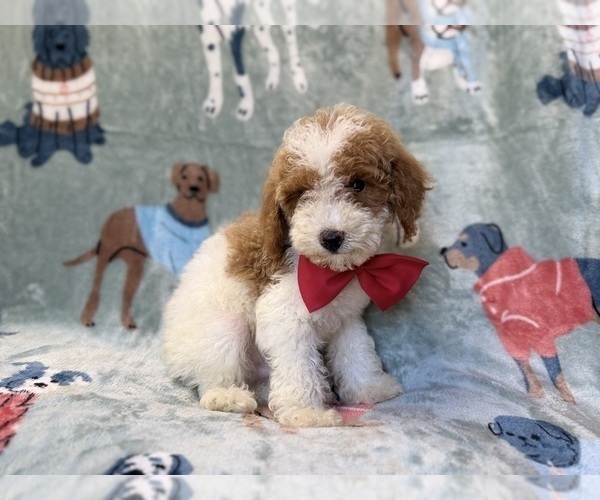 Medium Photo #9 Poodle (Miniature) Puppy For Sale in LAKELAND, FL, USA